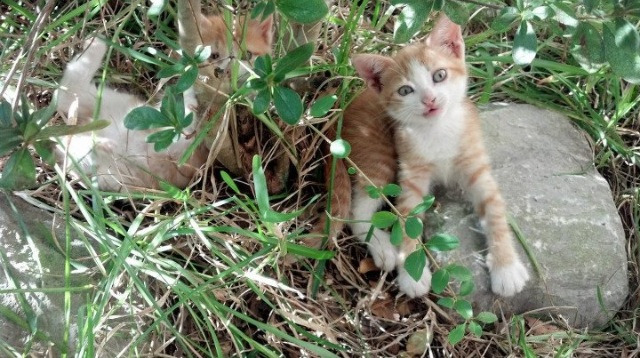 ATP总决赛横扫蒙特卡洛大师赛,一场被资本重塑的赛场对决灵魂