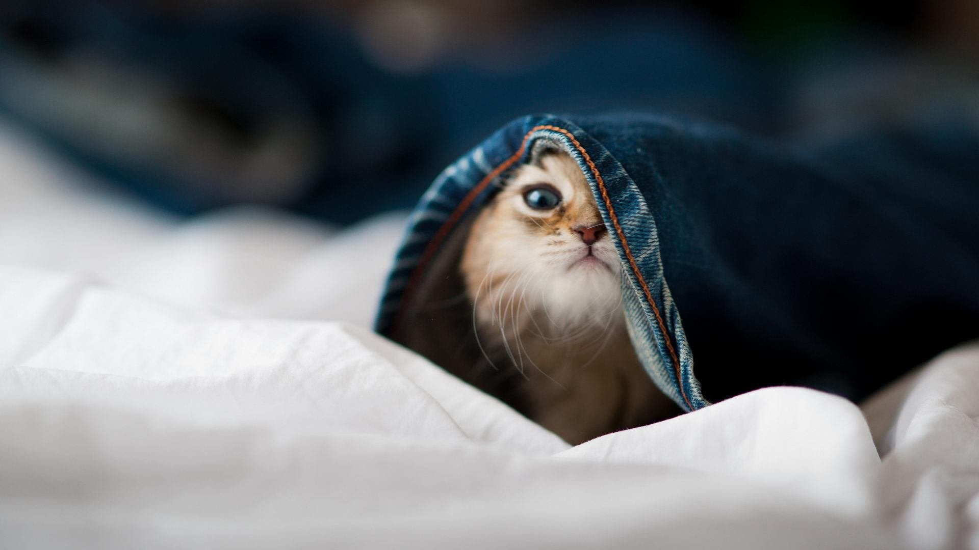 巴达维亚人的现代复仇,卡瓦哈尔一役封神,荷兰力克永恒之城