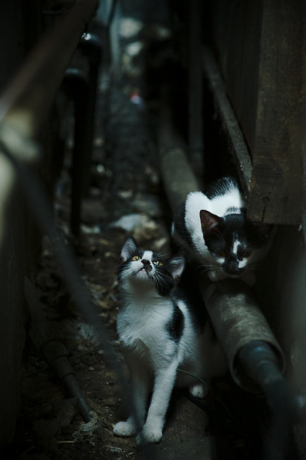 冰与火之歌,当印尼铁骑碾过印度防线,辛杜在废墟中刻下她的名字