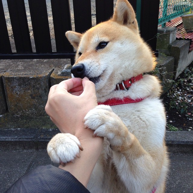 冰与火之歌,当印尼铁骑碾过印度防线,辛杜在废墟中刻下她的名字