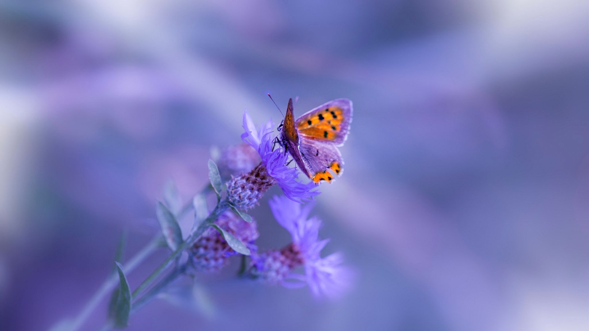 银色风暴席卷哈斯防线，佩雷兹用轮胎点燃现代赛车战争