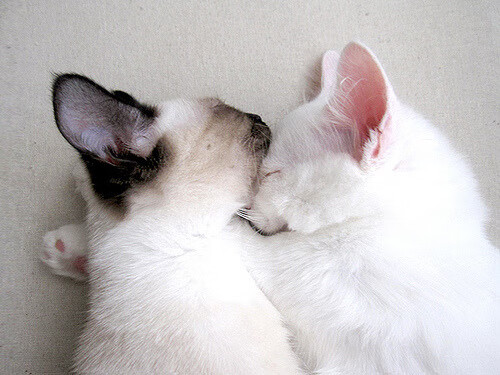 范弗利特封神之战！活塞巅峰对决胜出雷霆，数据全面爆炸