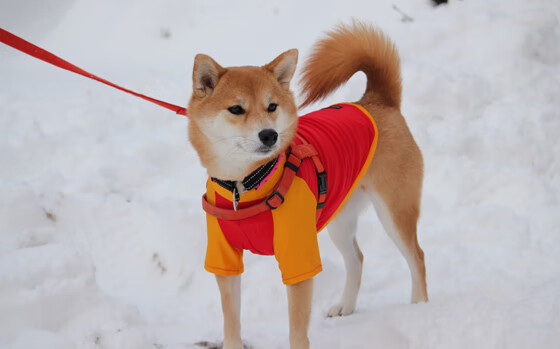 利拉德关键先生本色出演，篮网力擒猛龙拿下胜利