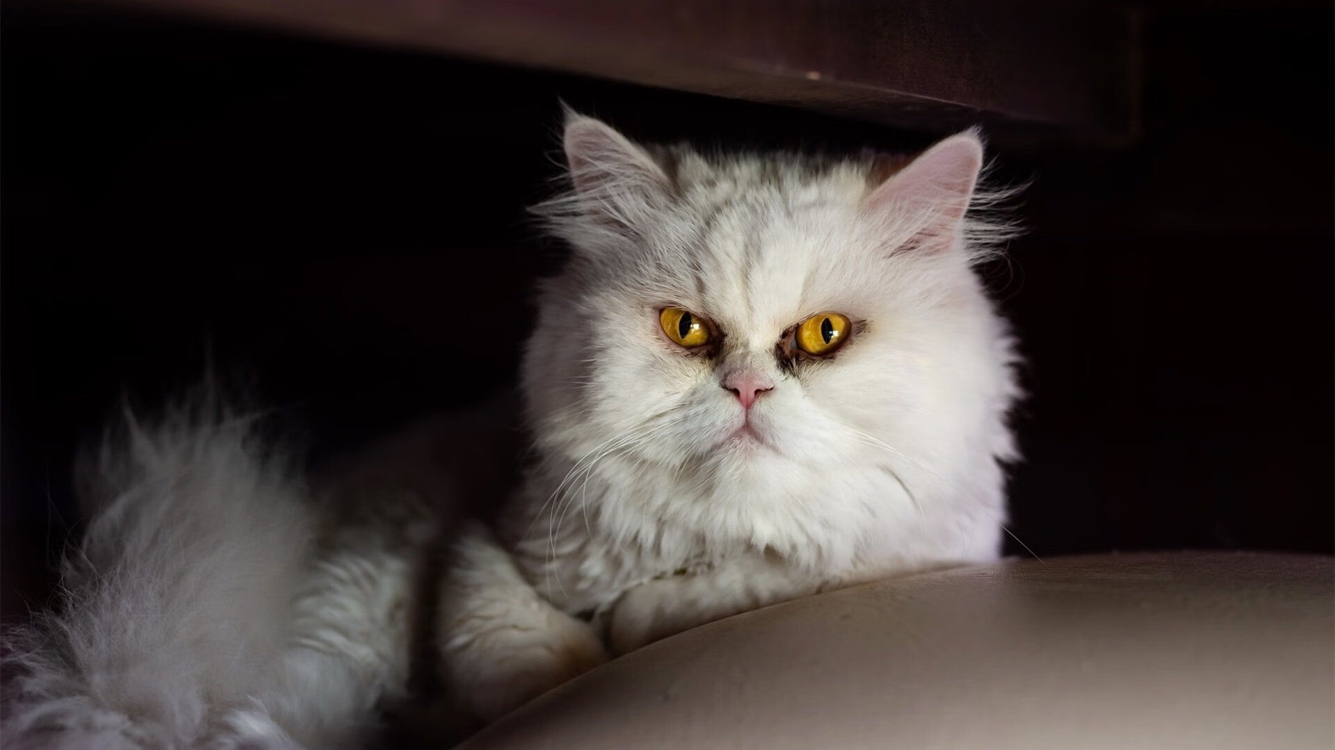 新大陆的凯旋式，当罗马足球哲学征服美国，迪马利亚化身现代凯撒