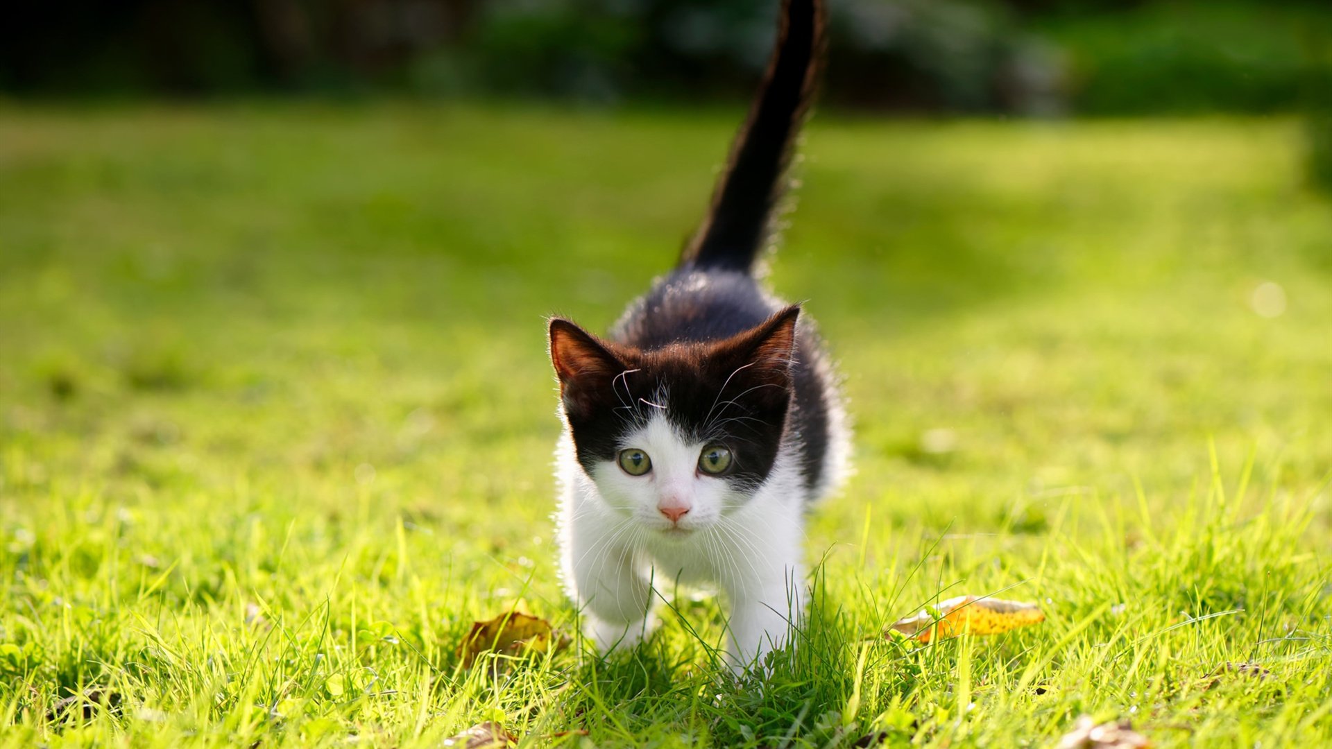 暴君与隐者,当约基奇在末节戴上王冠