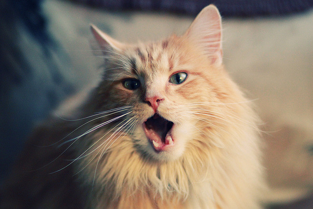 布克最后一传,爵士撕裂雄鹿的0.3秒心跳