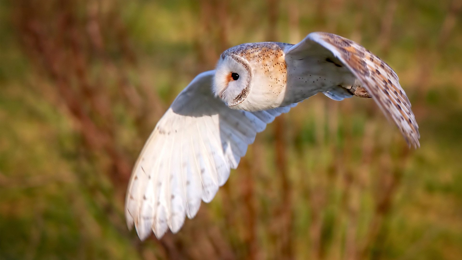 孙兴慜一锤定音！委内瑞拉友谊赛爆冷击败德甲劲旅莱比锡红牛