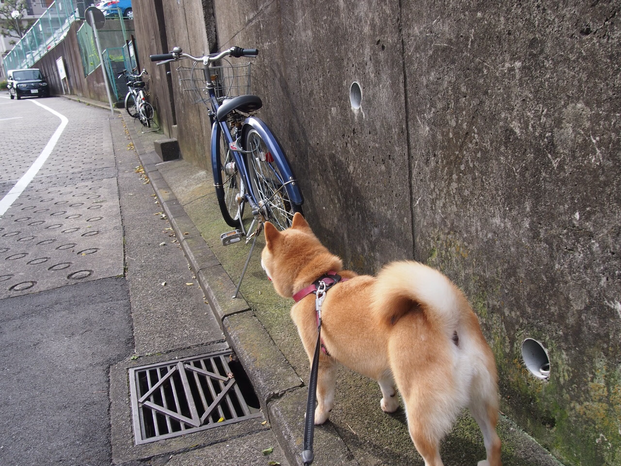 幻影之刃与南美风暴，迪马利亚闪光，智利铁骑碾过沙漠之狐