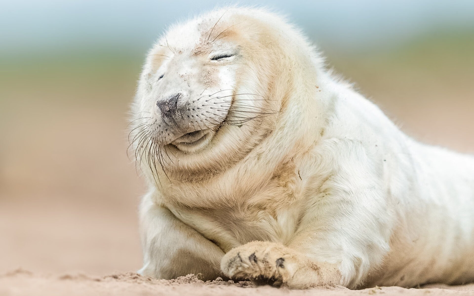 凤凰城的太阳,永不西沉