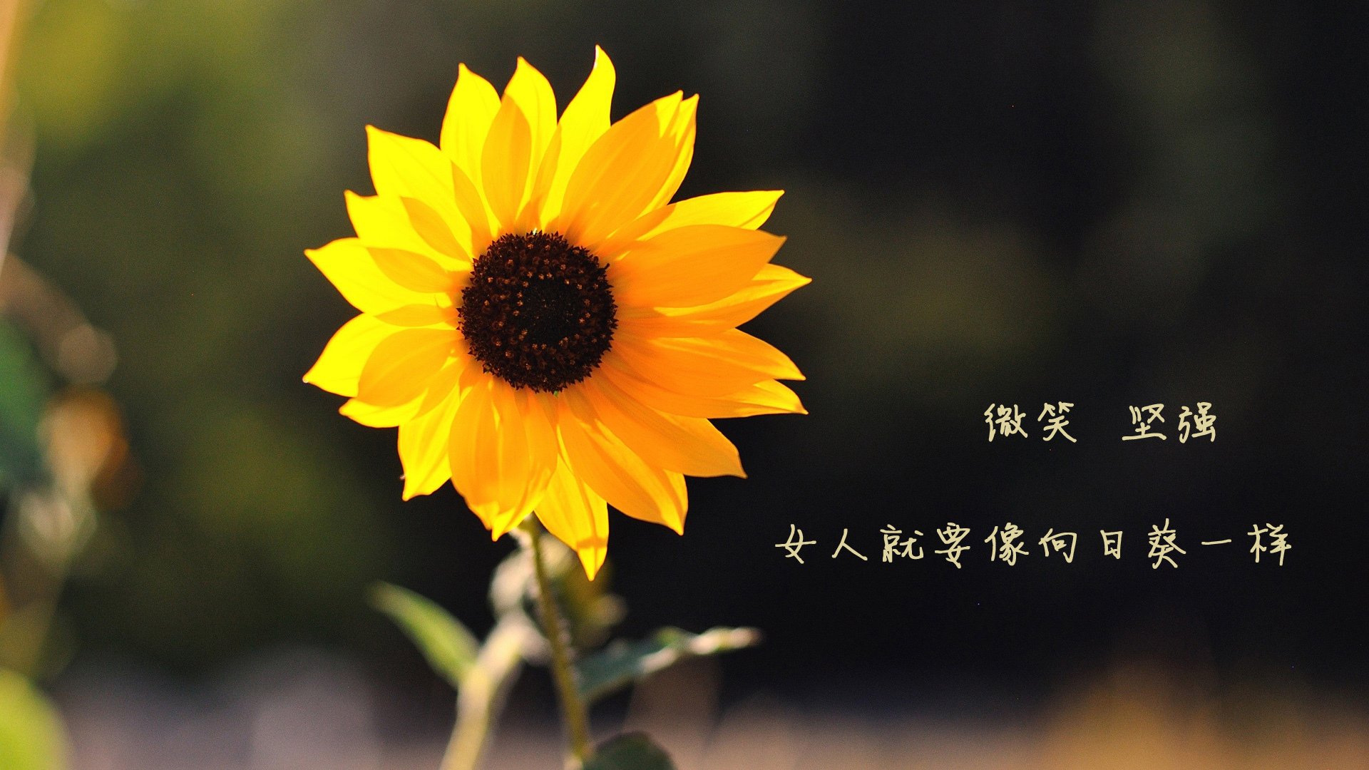 双线叙事,德里赫特爆发与哥斯达黎加的沉稳胜利