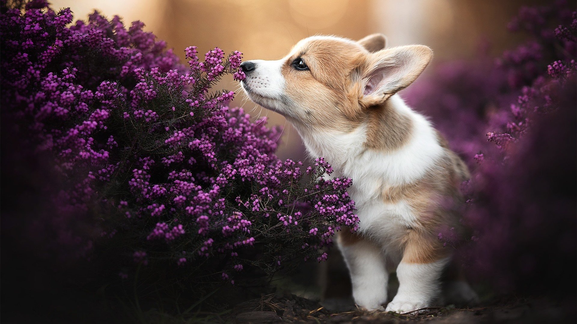 隔空对决,范弗利特的持续杀伤力如何成为雄鹿与奇才战役的隐形注脚