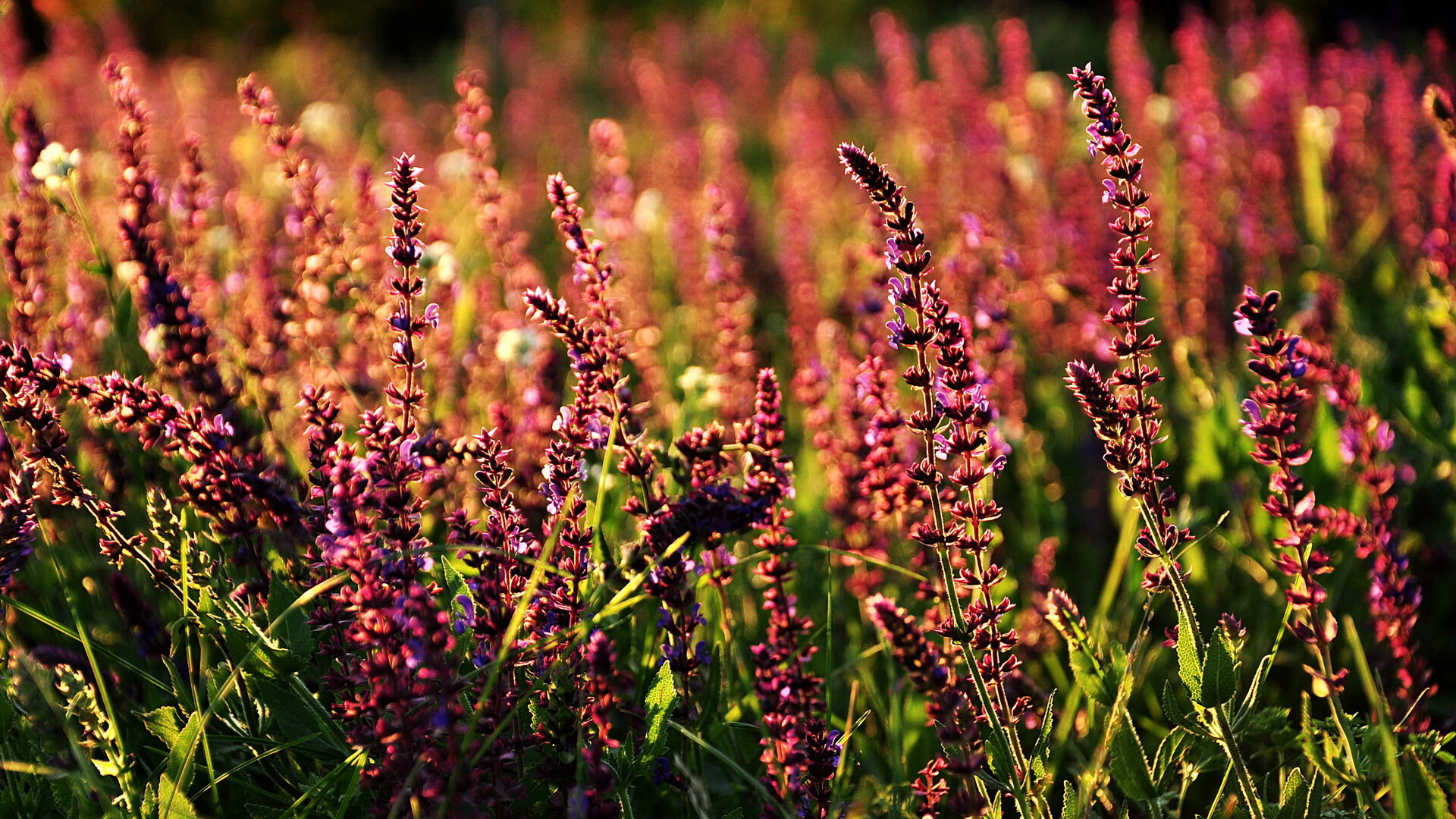 表演赛里的统治力，当福克斯的NBA节奏撕裂广东队的防线