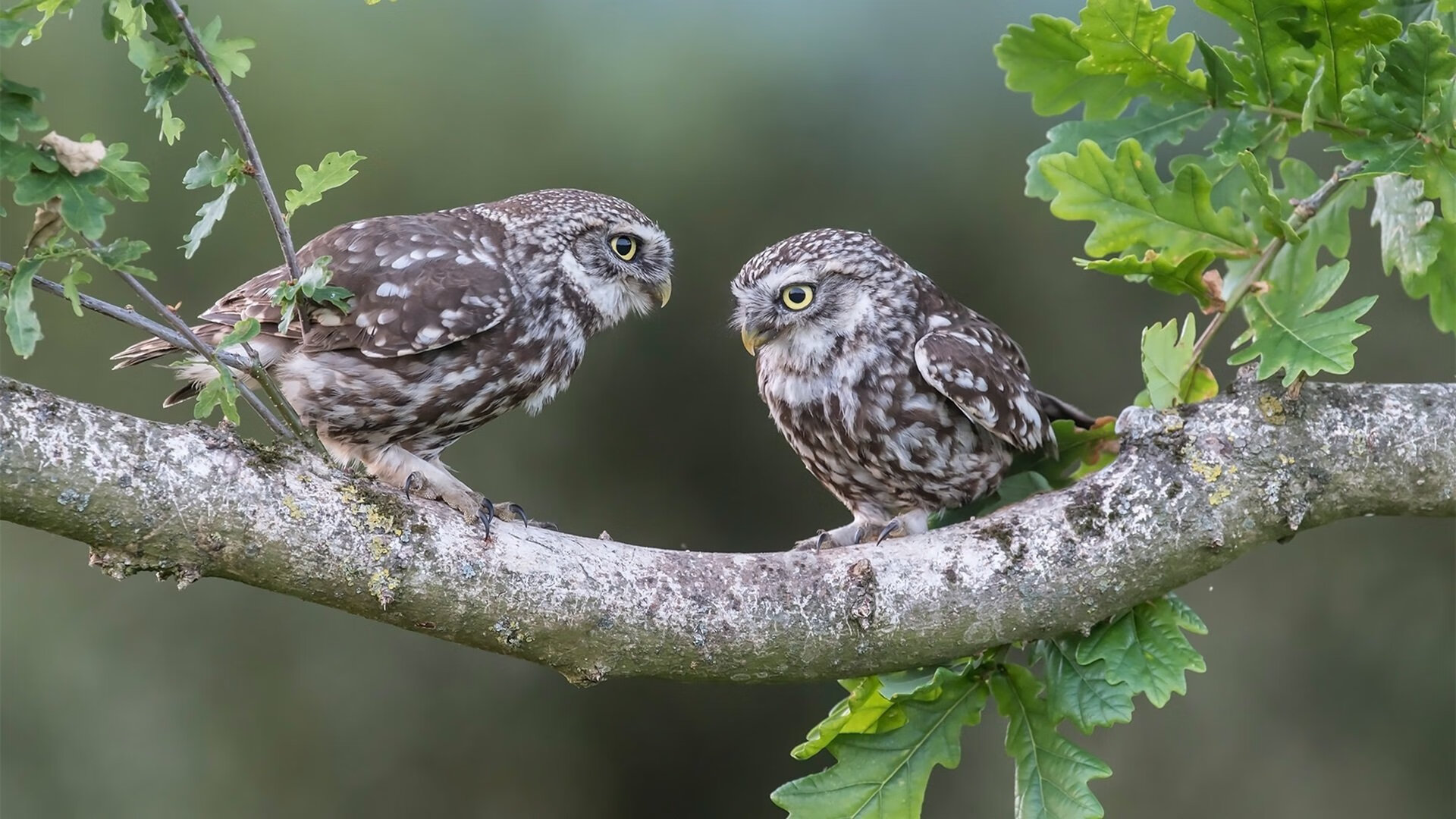 表演赛里的统治力，当福克斯的NBA节奏撕裂广东队的防线