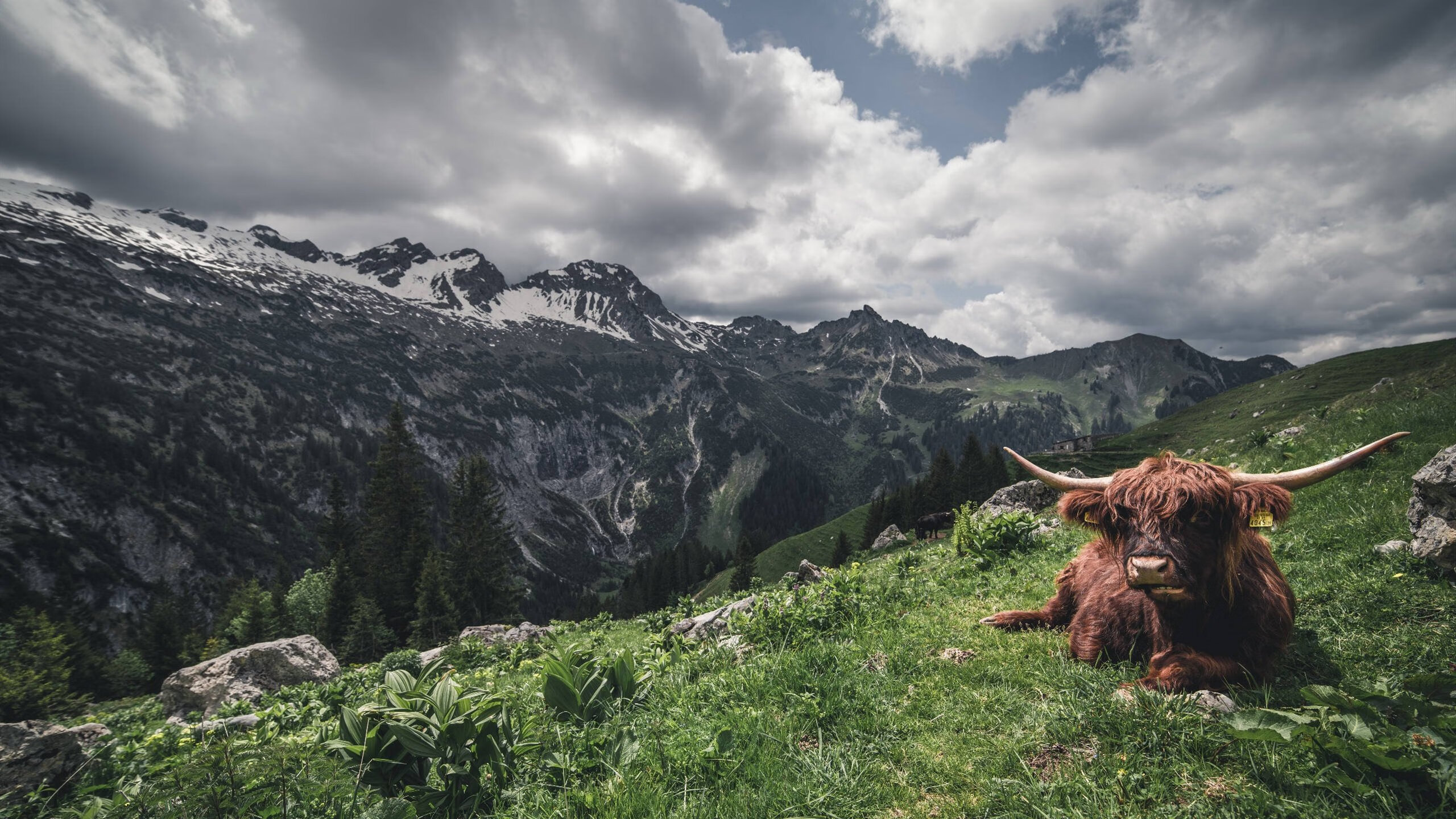跨越国界的绝杀,风暴雨夜中,哈弗茨为美国足球改写历史
