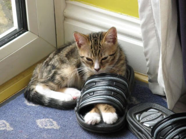 浓眉的暗面统治，当湖人弃将在鹈鹕掀起复仇风暴