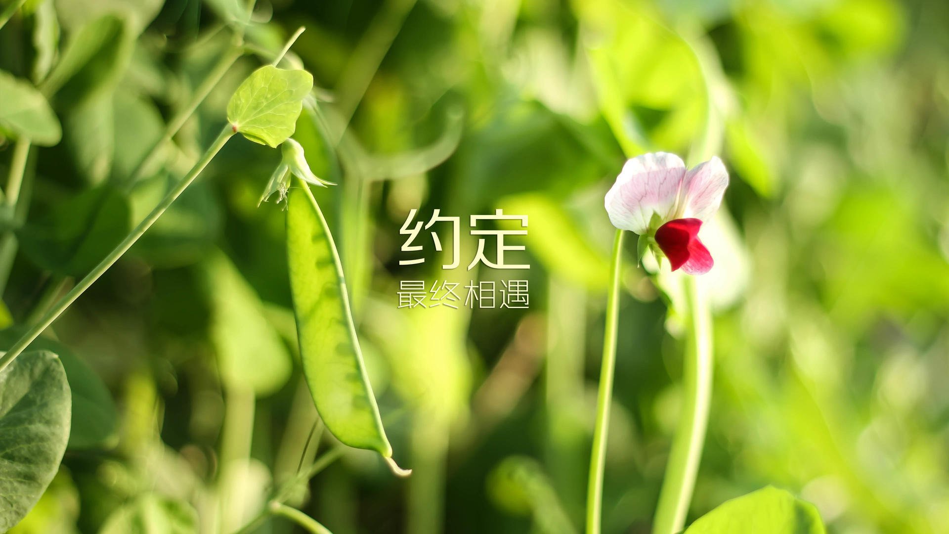 孤锋破晓,2026世界杯B组关键战,厄瓜多尔横扫伊朗,萨内以战术之名完成一场完美复仇
